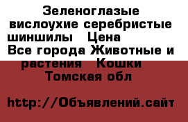 Зеленоглазые вислоухие серебристые шиншилы › Цена ­ 20 000 - Все города Животные и растения » Кошки   . Томская обл.